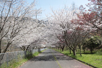 Obraz premium cherry blossoms