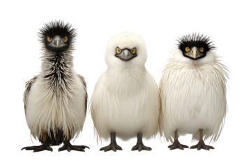 Animal Ice and Sand Penguin Ostrich Exchange on a White or Clear Surface PNG Transparent Background