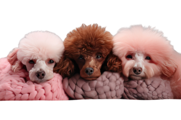 Animal Slumbering Poodles Cozy Nap Time on a White or Clear Surface PNG Transparent Background