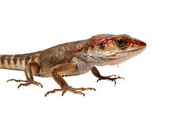 Naklejka premium Animal Colorful Encounter Skink and Dragonfly on a White or Clear Surface PNG Transparent Background
