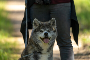 Portrait d'un chien akita avec son humain en arrière fond lié par une laisse pour faire une...