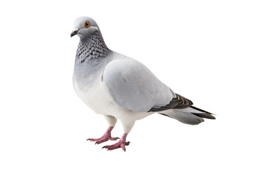 Fototapeta na wymiar Animal Majestic Pigeon Stands Tall Proudly on a White or Clear Surface PNG Transparent Background