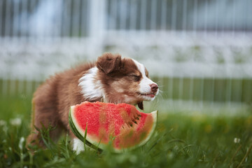 One beautiful, small, fluffy Australian Shepherd puppy eats a red watermelon in the summer on a...