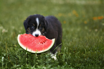 One beautiful, small, fluffy Australian Shepherd puppy eats a red watermelon in the summer on a...