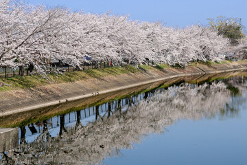 Fototapeta premium cherry blossoms