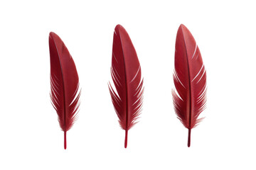 Phoenix Quill Pen Collection on Transparent Background, PNG, Generative Ai