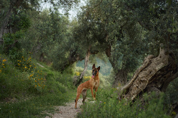 Alert dog on a serene trail. Amidst the lush grove, this attentive Belgian Malinois stands on an ancient olive tree, blending adventure with nature