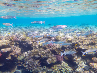 Fabulously beautiful inhabitants of the coral reef of the Red Sea