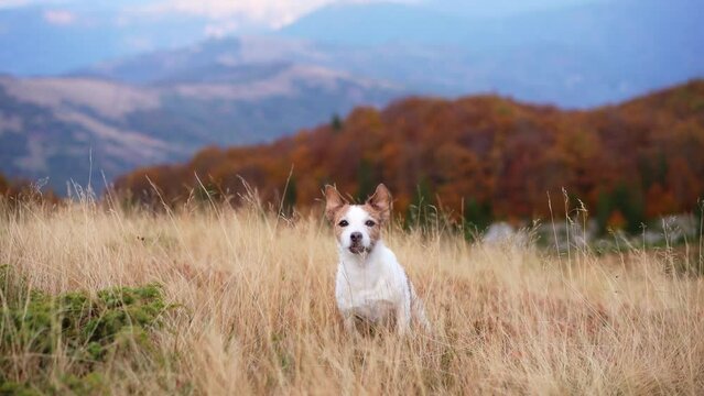 In a breezy mountain meadow, a vigilant Jack Russell Terrier surveys the vast expanse. The wind ruffles its coat as it stands guard amidst the wild grasses and distant peaks