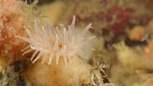 Young sea anemone Stomphia coccinea, order Actiniaria. Predator, catches food with tentacles. White Sea