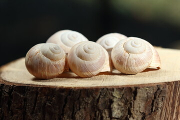 Closeup of empty snail shells on wood slice