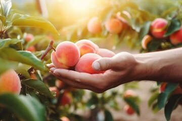 Hand picking fresh delicious juicy peach from orchard