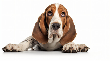 Cute Basset Hound dog - obrazy, fototapety, plakaty