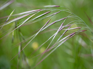 Wild flower, macro closeup of flower in its habitat, natural flower in the field