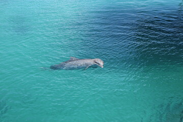 Dolphin in crystal clear blue water