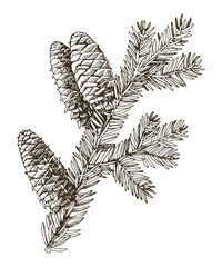 Balsam fir tree branch hand drawn vector - obrazy, fototapety, plakaty