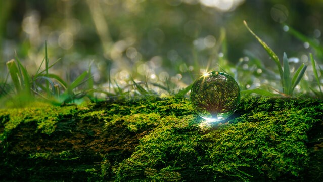 World Environment Day concept. Globe Glass with big tree. Green business, ESG, renewable energy Sustainable development goals Environmental protection, renewable energy, circular economy