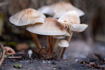 Type species of the Mycena mushroom genus. Many fungi of the Mycena genus sprout on a rotten tree branch