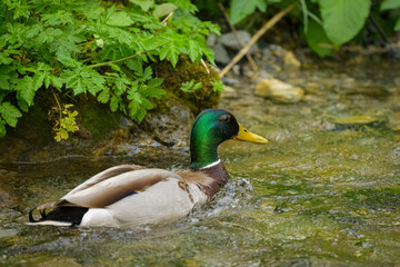 Obraz premium A male mallard swimming in a small river
