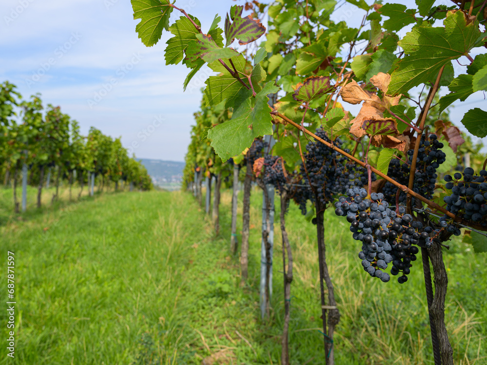 Wall mural Ripe grapes in a vineyard in Vienna