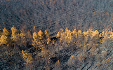 Burnt trees after a forest fire, aerial top view dead black forest after fire, drone view