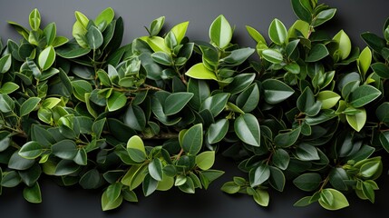 Plant Leaves Photographed Bottom Angle Morning, HD, Background Wallpaper, Desktop Wallpaper