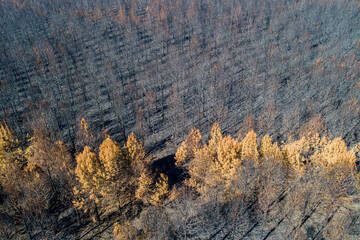 drone aerial view of a pine forest after a forest fire