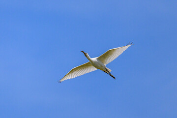 A flying spoonbill on a sunny day in summer