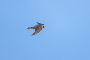 A Peregrine Falcon in flight blue sky