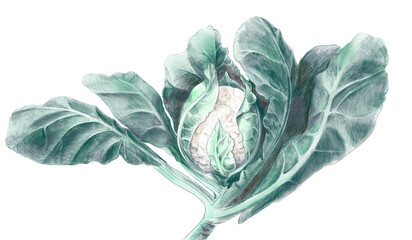 Cauliflower. Botanical illustration of cauliflower isolated on white background. Hand drawn illustration. - obrazy, fototapety, plakaty