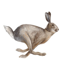 Running hare watercolor illustration. The hare is jumping. Hand drawn drawing on a white background.