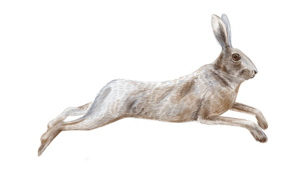 Jumping hare illustration isolated on white background. Rabbit hand drawn illustration