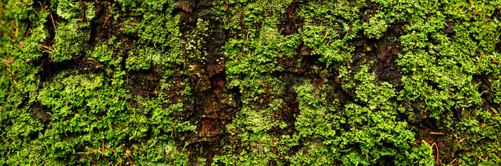 Natural texture of tree bark. The trunk of an old tree, covered with lichen and moss. Natural wood...