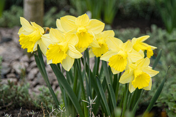 Yellow flowers daffodils in a flower bed. Spring flower Narcissus. Beautiful bush in the garden. Nature background. Spring flowering bulb Daffodil plants. Flowerbed gardening