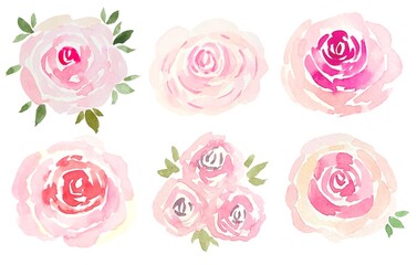 Delicate pink roses, watercolor illustration