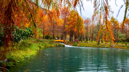 In winter, forests, falling feathers pine, leaves, turning red