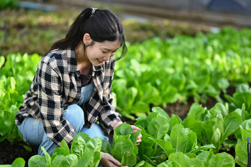 Cropped shot of farmer picking up fresh green cos lettuce in greenhouse