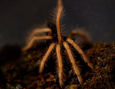 Macro of spiderling