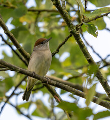 portrait d'une fauvette femelle à tête noir juché dans son arbre en pleine nature