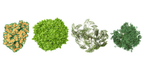 Willow tree,Bhutan Cypress Green tree,Yellow flower plant,dwarf tamarind tree from the top view isolated white background