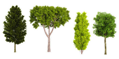 Staphyella pinnata,Moroccan cypress,Poplar,Cottonwood Trees isolated on white background, tropical trees isolated used for architecture - obrazy, fototapety, plakaty