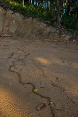 Large colony of termites in the jungle of Thailand