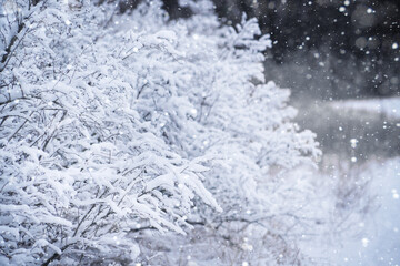 Fototapeta na wymiar Snow-covered branches of bushes capture winter's serene beauty