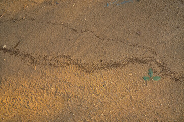 Large colony of termites in the jungle of Thailand