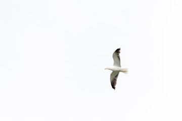 seagull flying in the sky