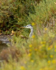 portrait d'une tête de héron cendré au bord de l'eau regardant pour s'apprêter à pécher !