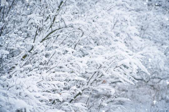 Snow-covered branches of bushes capture winter's serene beauty