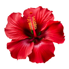 red hibiscus flower, png