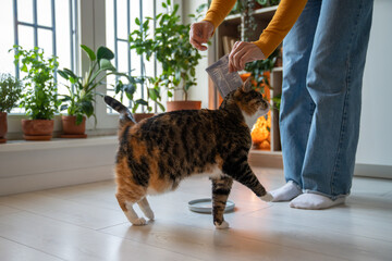 Purring furry lovely hungry domestic cat walking around pet owner legs, waiting for treat, tasty...