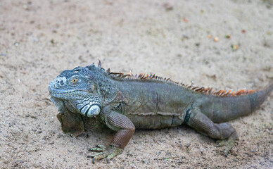 iguana in the park